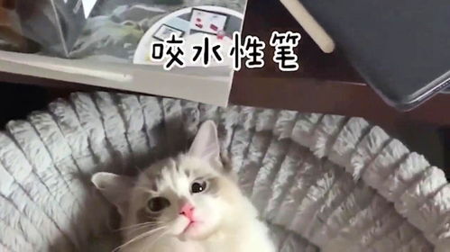  布偶猫我虽然长得很仙女,但我终归还是一只猫呀