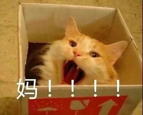 双十一后吃土少女哭穷表情包使用指南