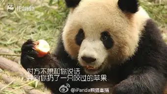  小熊猫表情包