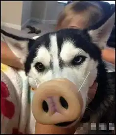 格格趣图表情包狗子