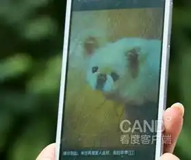  成都一司机不慎碾死小狗称被逼套上狗链给狗下跪