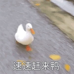 对不起鸭的表情包应届生