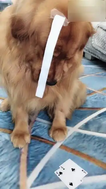  金毛和主人玩扑克牌,输一盘就开始装可怜,小表情真招人稀罕