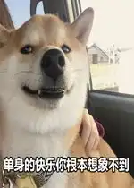 柴犬斜眼表情包单身