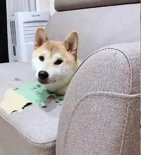 狗头表情包原型躺下