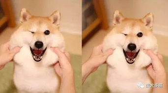  柴犬一本正经的可爱
