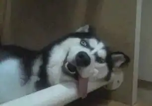狗头图片表情包哈士奇考