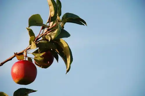 爱情中,你越从容,就越有尊严  爱情中,你越从容,就越有尊严