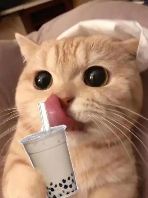  流浪猫带领女子去商店给自己买猫粮