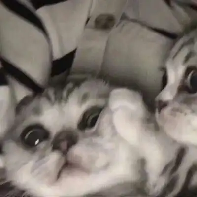 猫狗情侣闺蜜头像 猫狗情侣闺蜜头像