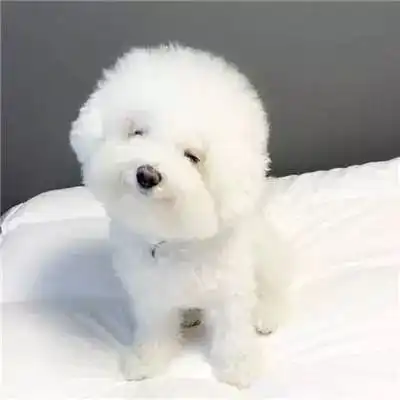  微信头像可爱小天使比熊狗狗头像高清