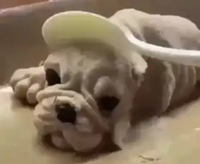  狗狗看见主人一勺子下去,狗头没了,大黑狗的表情亮了