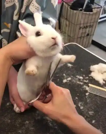  好奇心作祟的主人把兔子毛剃光,兔子的表情让网友们笑喷了