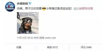 警犬贴了创可贴走红,表情包都出了网友这是男子汉的勋章