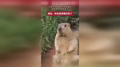 真正的土拨鼠尖叫,大家不要再被表情包骗了,听完觉得更好笑了