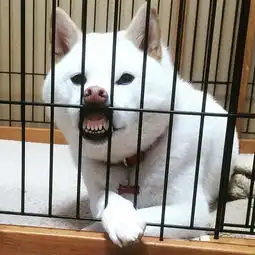  就问你敢不敢和柴犬对视
