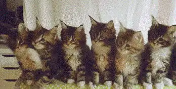  一排猫咪点头动图一排猫咪点头表情包gif下载抖音乐游网游戏下载