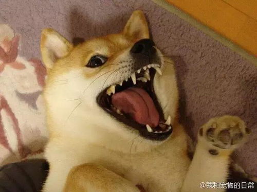 柴犬接住的表情包王二溪