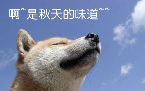 柴犬接住的表情包狗子