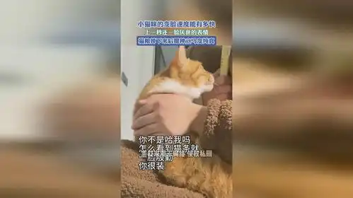 小猫咪的变脸速度能有多快,上一秒还一脸厌世的表情,猫粮掉下来后眼种立马变纯真  小猫咪的变脸速度能有多快,上一秒还一脸厌世的表情,猫粮掉下来后眼种立马变纯真
