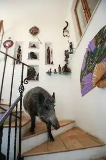 柴犬荡秋千表情包gif大