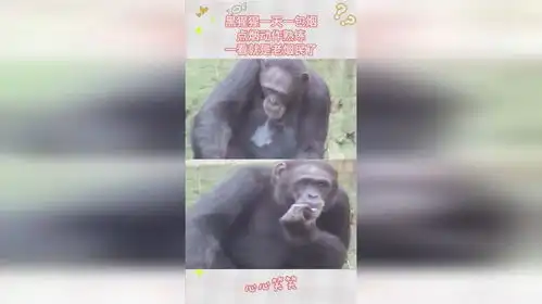  黑猩猩一天一包烟,从点烟动作看出很熟练,一看就是老烟民了