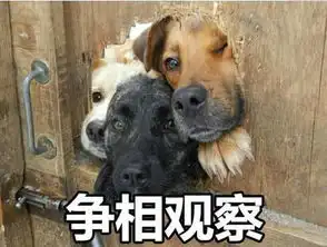 表情包看一个人狗狗