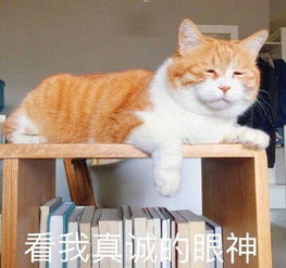 我来的表情包橘猫