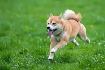  扩散这两趟公交因施工路线有大调整