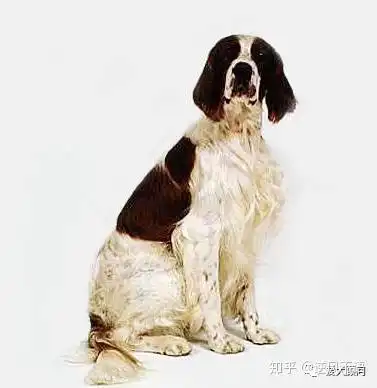  比格犬能长到50斤难道是比格plus