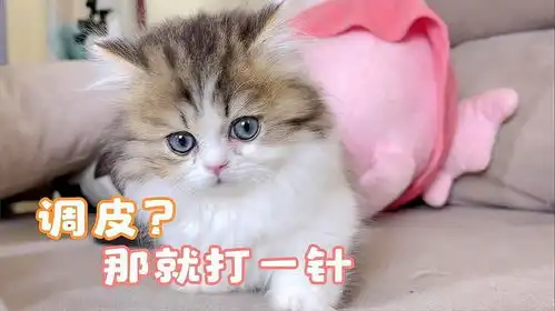 太皮了吧表情包小猫咪