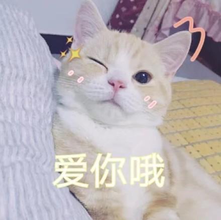  表情包软萌猫咪撒娇卖萌系列软妹必备