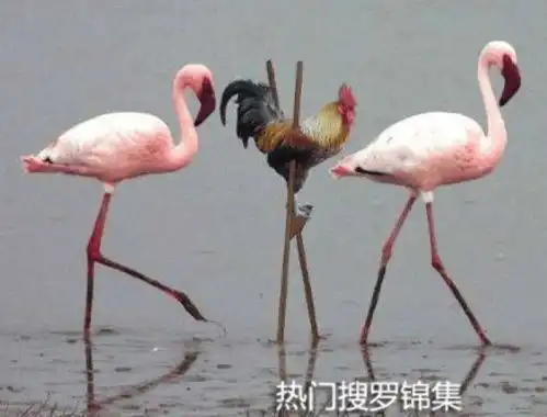  搞笑图片不就是早上洗完脸还没干,出门就成这样了