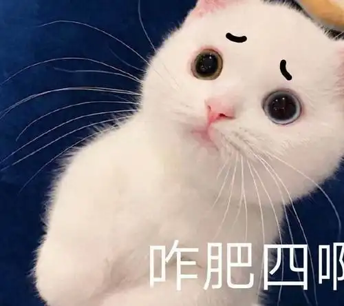  为什么白猫,在流浪猫中混得最差,真相来了