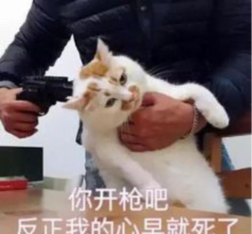  铲屎官们看好了,不注意这点,猫咪可能会疾病缠身
