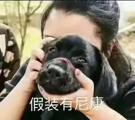  一条全是狗的表情包合集狗狗该我上场表演了