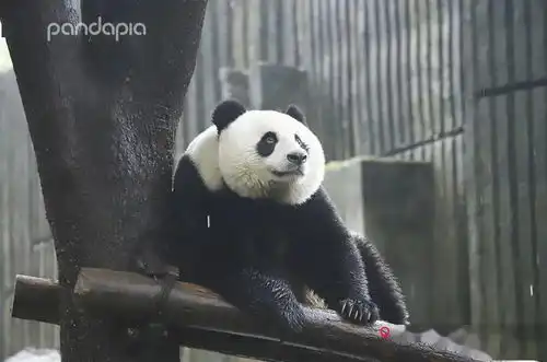  暴雨预警中的滚滚们,如何潇洒应对