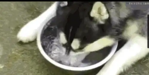  哈士奇去游泳被嘲笑,回家一直练憋气