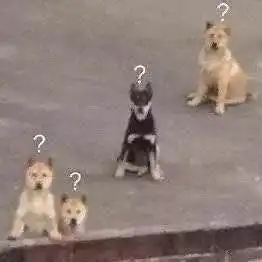 选择恐惧症图片表情包时