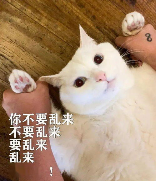  最萌文物出土5件猛男纯金猫爪,神评亮了...
