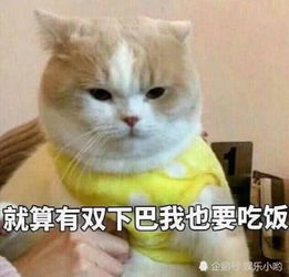 活捉表情包都挺好