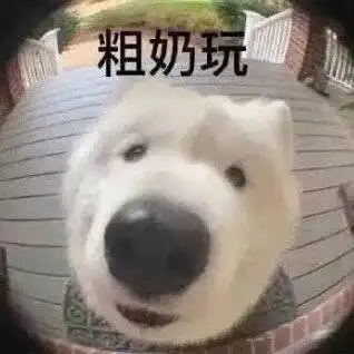  狗狗在猫眼里表情包舔狗表情包粗来玩表情包