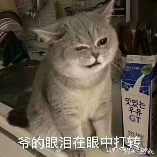 可爱又沙雕的文案收集远离生活中的不开心