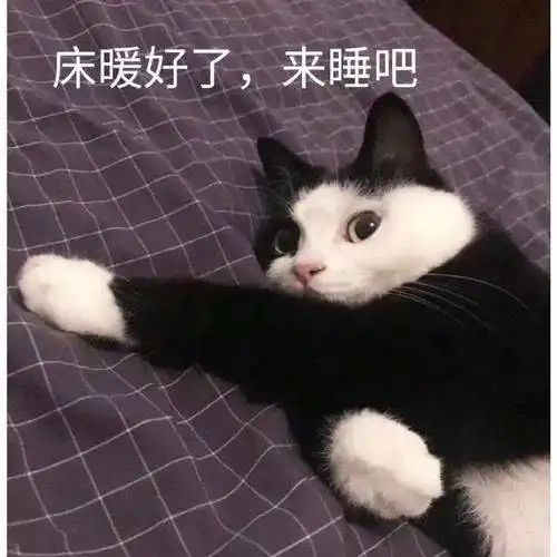  张宸脸皮厚猫咪大集合