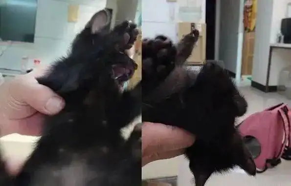  捡了一只黑猫回家1个月,她po惊恐表情包叹有件事让我很头痛