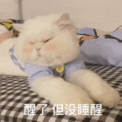  猫咪球球动图表情包