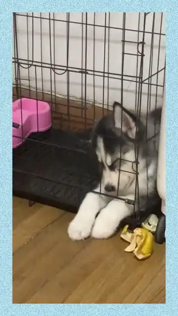  哈士奇睡觉姿势能不能文雅一点