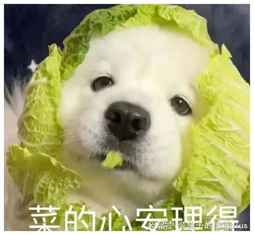  乌军歼敌一亿,顺利转进战俘营