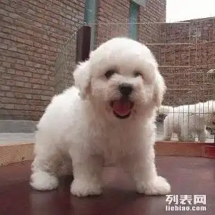  图成都哪里有比熊犬卖成都哪里出售纯种比熊犬多少钱成都宠物狗