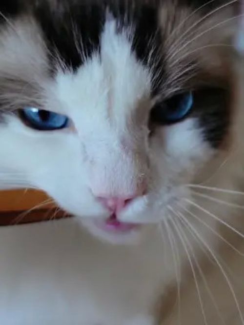  原来是这一根儿味道好仙女猫布偶猫被迫营业的猫猫每日吸猫吃货猫